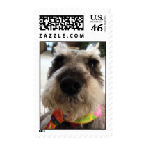 Miniature Schnauzer Postage postage by michaelsnydermusic Miniature Schnauzer Postage postage