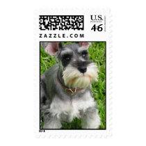 Miniature Schnauzer Postage Stamp