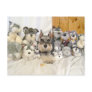 Miniature Schnauzer Postcard