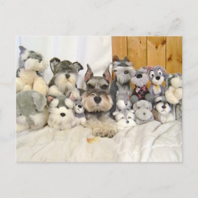 Mini Miniature Schnauzer