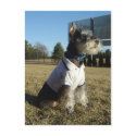 Miniature Schnauzer Postcard by AngelaMini Miniature Schnauzer Postcard