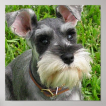 Miniature Schnauzer Poster
