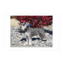 Miniature Schnauzer posters