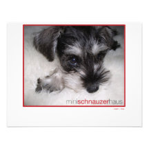 Miniature Schnauzer Pup Invitations