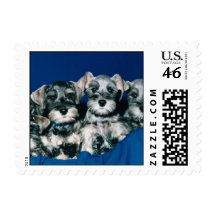 Miniature Schnauzer Puppies Postage Stamps