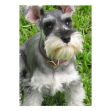 Miniature Schnauzer Puppy Dog Invitation