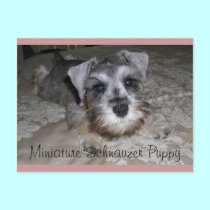 Miniature Schnauzer Puppy postcards