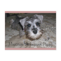 Miniature Schnauzer Puppy postcards by Perlyyyy Miniature Schnauzer Puppy postcards