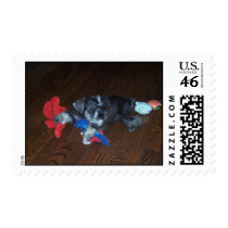 Miniature Schnauzer Stamp
