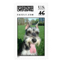 Miniature Schnauzer Stamps