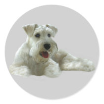 Miniature Schnauzer Sticker