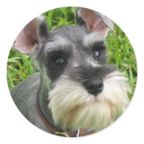 Miniature Schnauzer Sticker