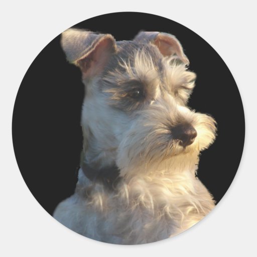 Miniature Schnauzer Sticker Zazzle