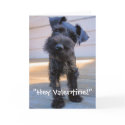 Zwergschnauzer-Valentinstag-Karte karten