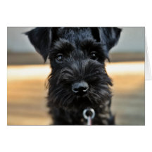 Miniature Schnauzer Valentine's Day Greeting Card