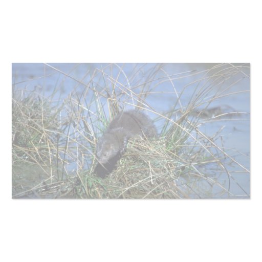 Mink resting on grassy tussock in marsh business card templates (back side)