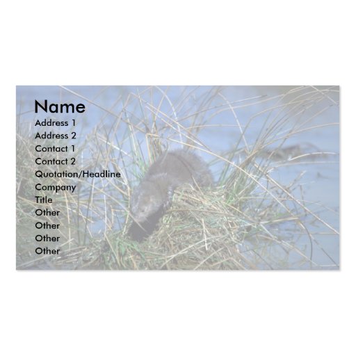 Mink resting on grassy tussock in marsh business card templates