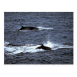 Minke whale post cards