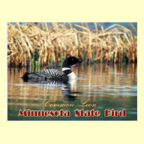 Minnesota State Bird - Common Loon postcards