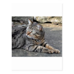 Minnie the Minx Post Cards