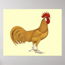 Minorca:  Buff Rooster Print