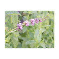 Mint Flower postcards