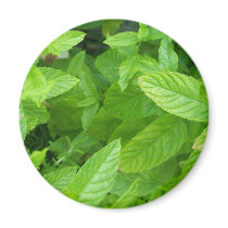 Mint magnets