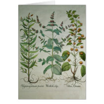 Mint: Mentha crispa Greeting Cards