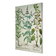 Mint: Mentha crispa Gallery Wrap Canvas