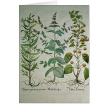 Mint: Mentha crispa Greeting Cards