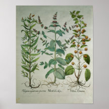 Mint: Mentha crispa Posters