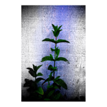planta da hortelã pôsteres