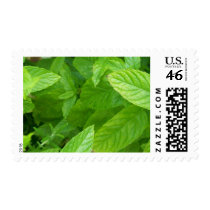 Mint postage