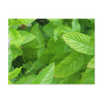 Mint postcards