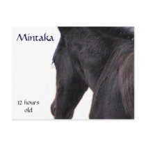 Mintaka Postcards