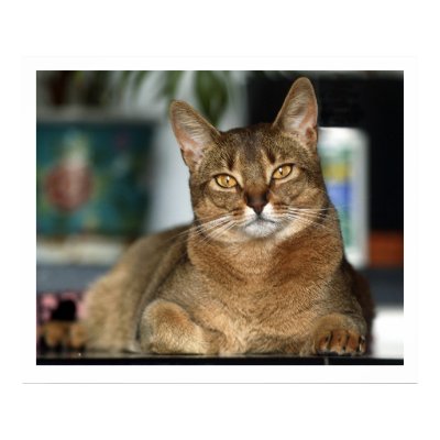 Minu - Minu  Poster by imagemosaic