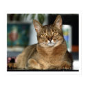 Minu - Minu posters by imagemosaic Minu - Minu posters