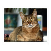 Minu - Minu posters by imagemosaic Minu - Minu posters