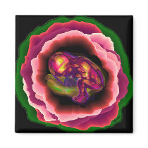 Miracle of Life magnets by Pazzoom Miracle of Life magnets