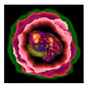 Miracle of Life posters