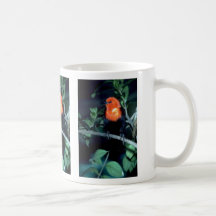 mirlo Escarlata-dirigido, Suramérica Tazas