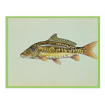 Mirror carp postcards