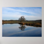 "Mirror Oak" Poster