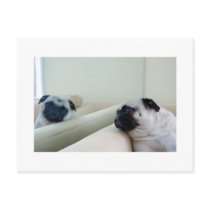 Mirror Pugs Postcard by blumenthalphoto Mirror Pugs Postcard