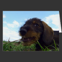 Mischievous Dachshund Puppy cards