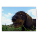Mischievous Dachshund Puppy cards