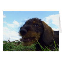 Mischievous Dachshund Puppy cards by Rainmountain Mischievous Dachshund Puppy cards