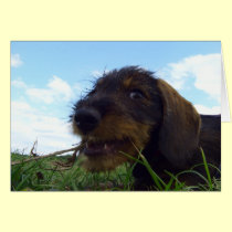 Mischievous Dachshund Puppy cards