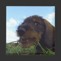 Mischievous Dachshund Puppy magnets