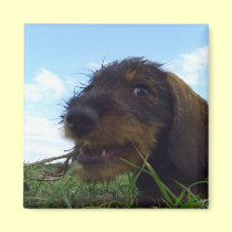 Mischievous Dachshund Puppy magnets